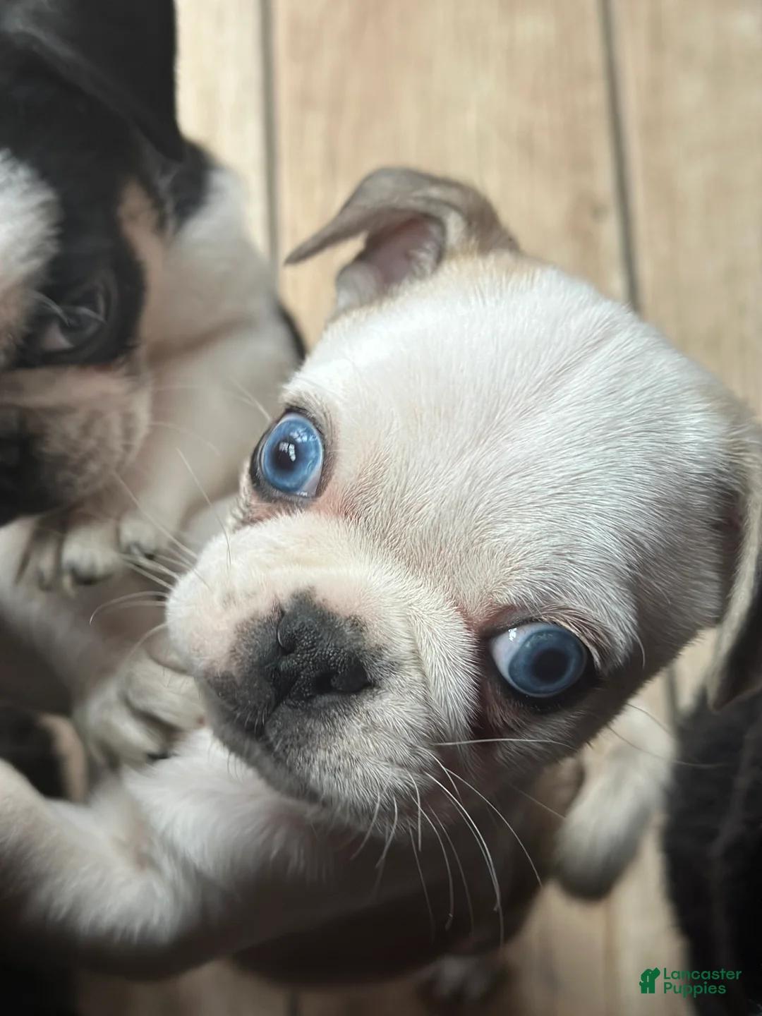 Pug dogs for sale: Finnley - Ad 9