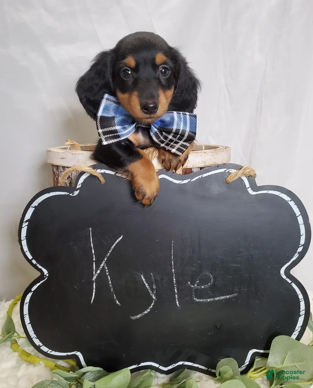 Miniature Dachshund dogs for sale: Kyle - Ad 5