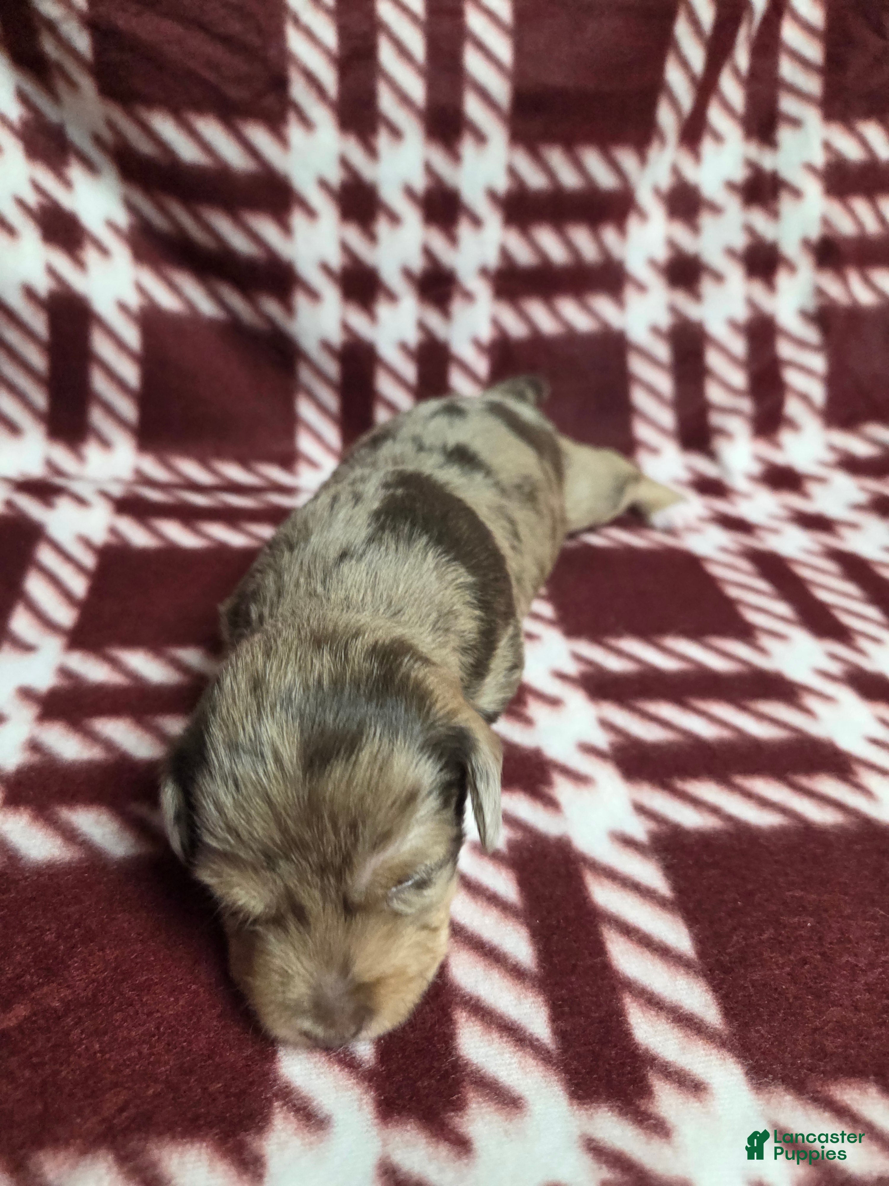 Mixed Breed dogs Tinsel - Ad 35