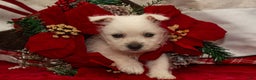 West Highland Terrier dogs for sale: Blitzen - Ad 1
