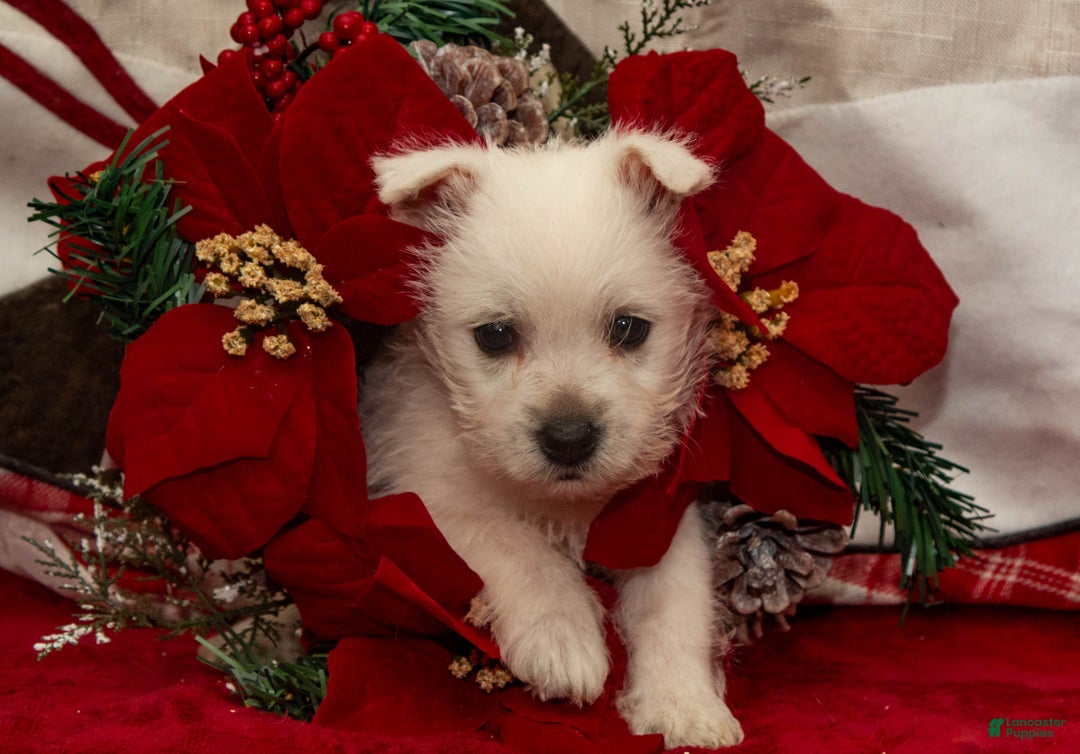 West Highland Terrier dogs for sale: Blitzen - Ad 1
