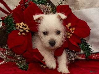 West Highland Terrier dogs Blitzen - Ad 12