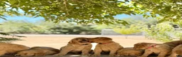 Golden Retriever dogs for sale: Golden Retriever 6 - Ad 7
