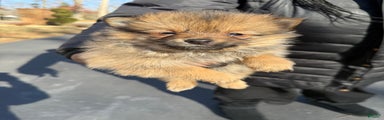 Pomeranian Puppy 2