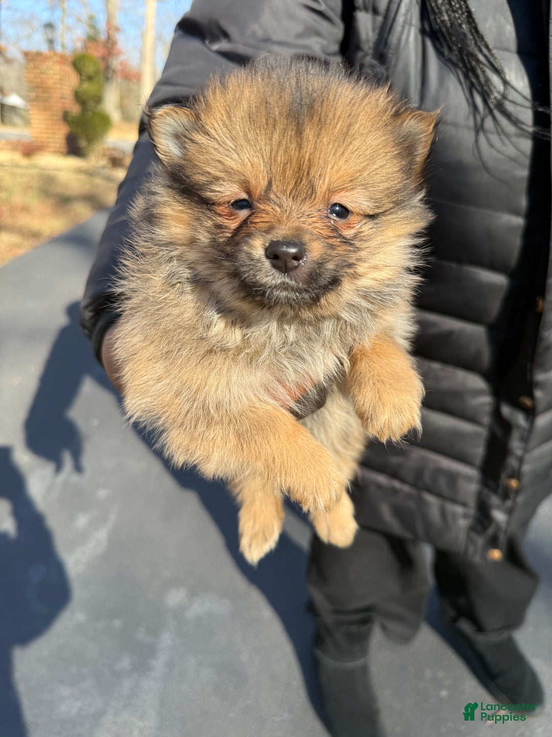 Pomeranian dogs for sale: Pomeranian Puppy 2 - Ad 1