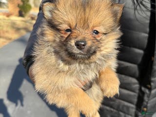 Pomeranian dogs Pomeranian Puppy 2 - Ad 30