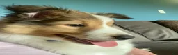 Shetland Sheepdog dogs for sale: Shetland Sheepdog Puppy 1 - Ad 4