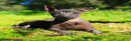 Xoloitzcuintle dogs for sale: Xoloitzcuintle Puppy 1 - Ad 5