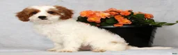 Cavapoo dogs for sale: Easton - Ad 9