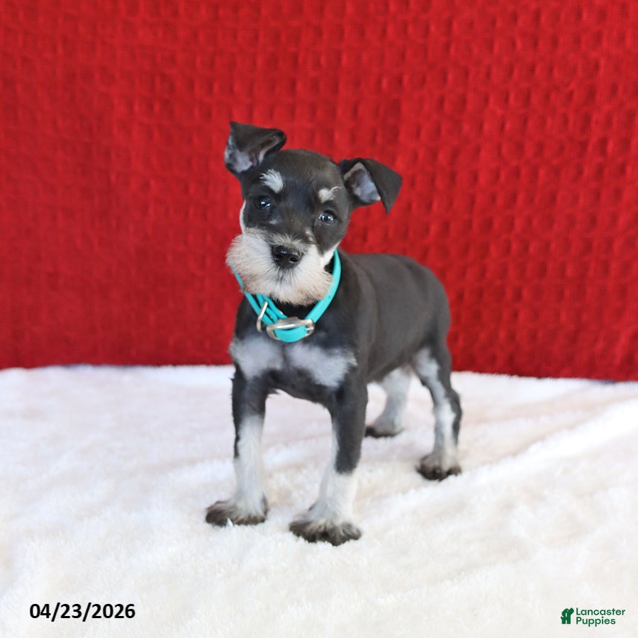 Miniature Schnauzer dogs Faith - Ad 1