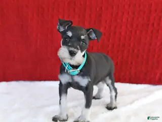 Miniature Schnauzer dogs for sale: Faith - Ad 3