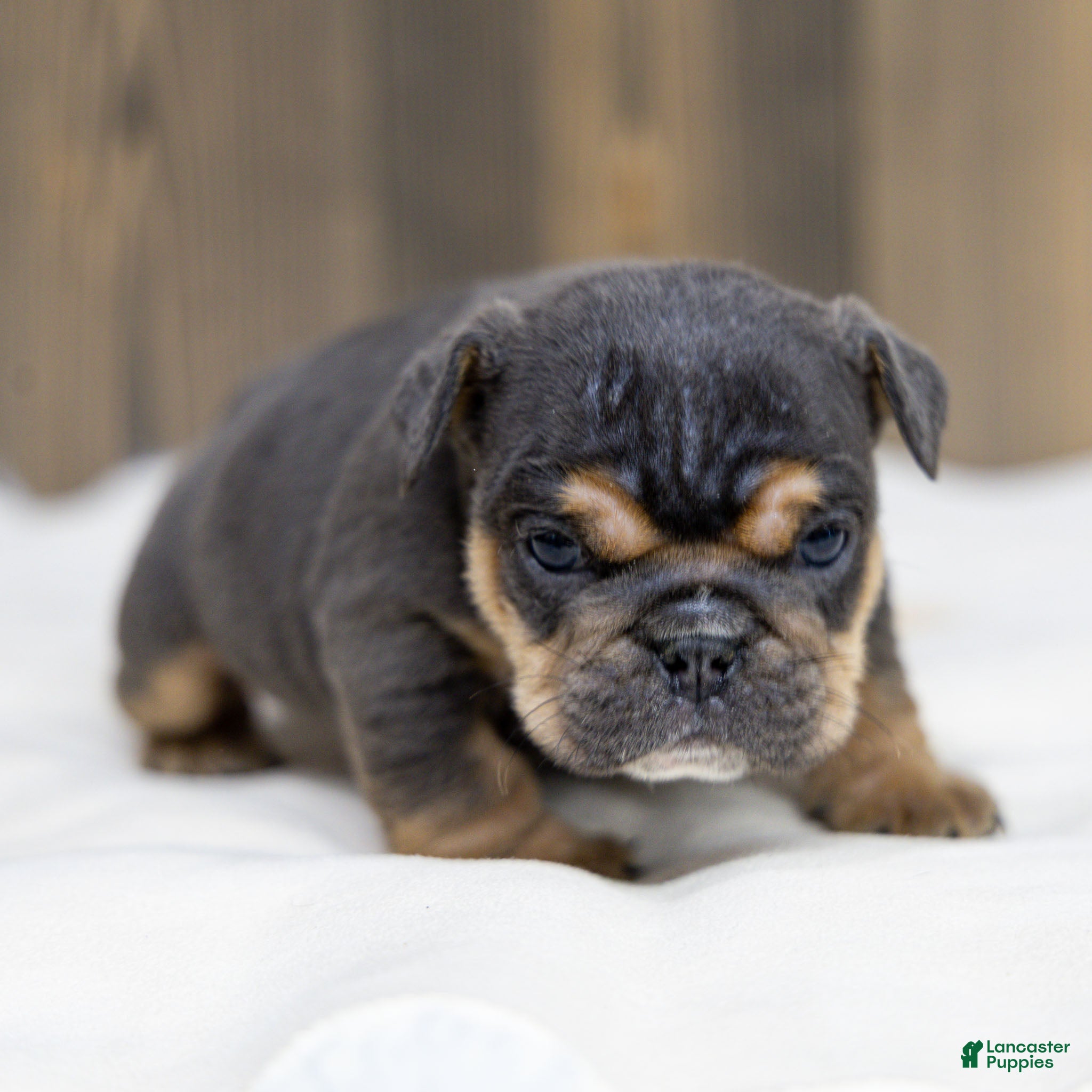 English Bulldog dogs Bently Blue English Bulldog Puppy  - Ad 2