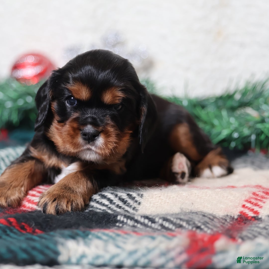 Cavalier King Charles Spaniel dogs for sale: Blaze | Genetically Screened  - Ad 4