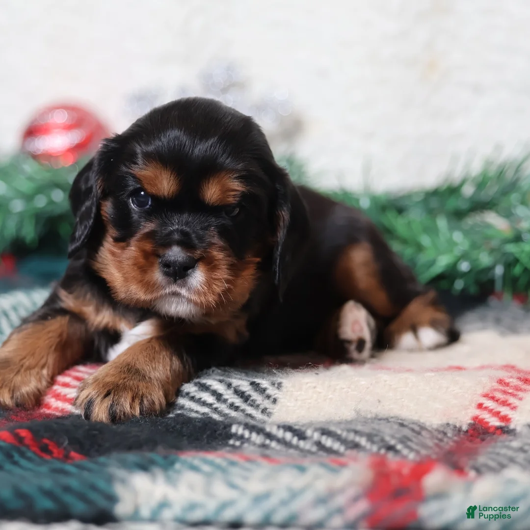 Cavalier King Charles Spaniel dogs for sale: Blaze | Genetically Screened  - Ad 16