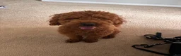 Goldendoodle dogs for sale: Goldendoodle Puppy 1 - Ad 1