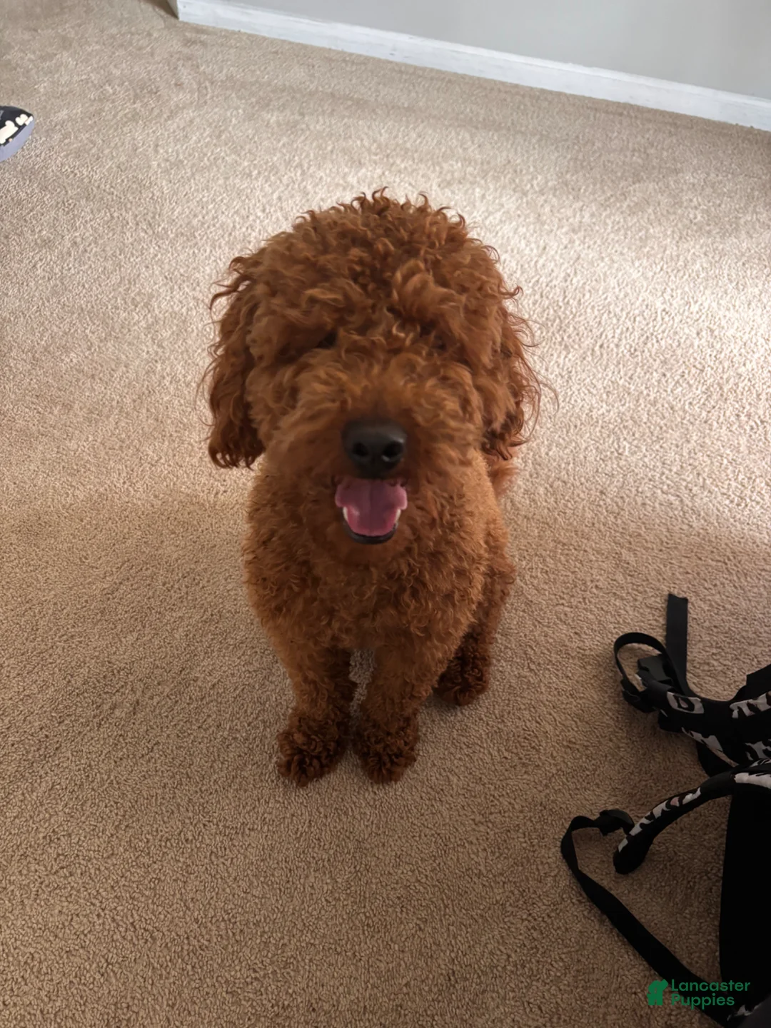 Goldendoodle dogs for sale: Goldendoodle Puppy 1 - Ad 1