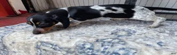 Miniature Dachshund dogs for sale: Boy 2 - Ad 2