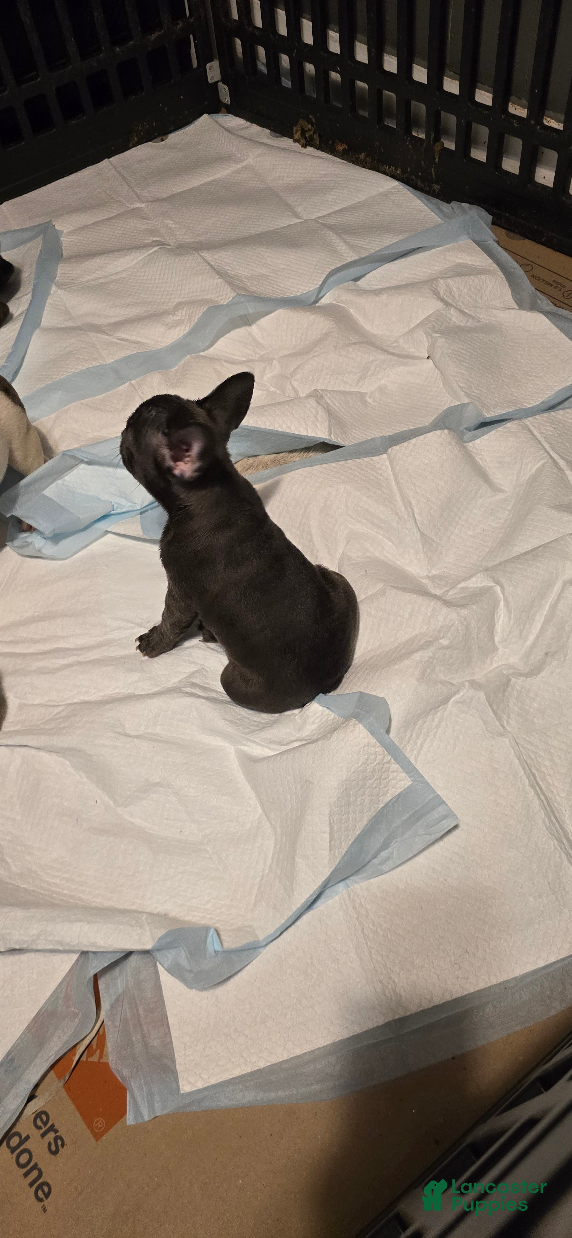 French Bulldog dogs for sale: French Bulldog Puppy 3 - Ad 3