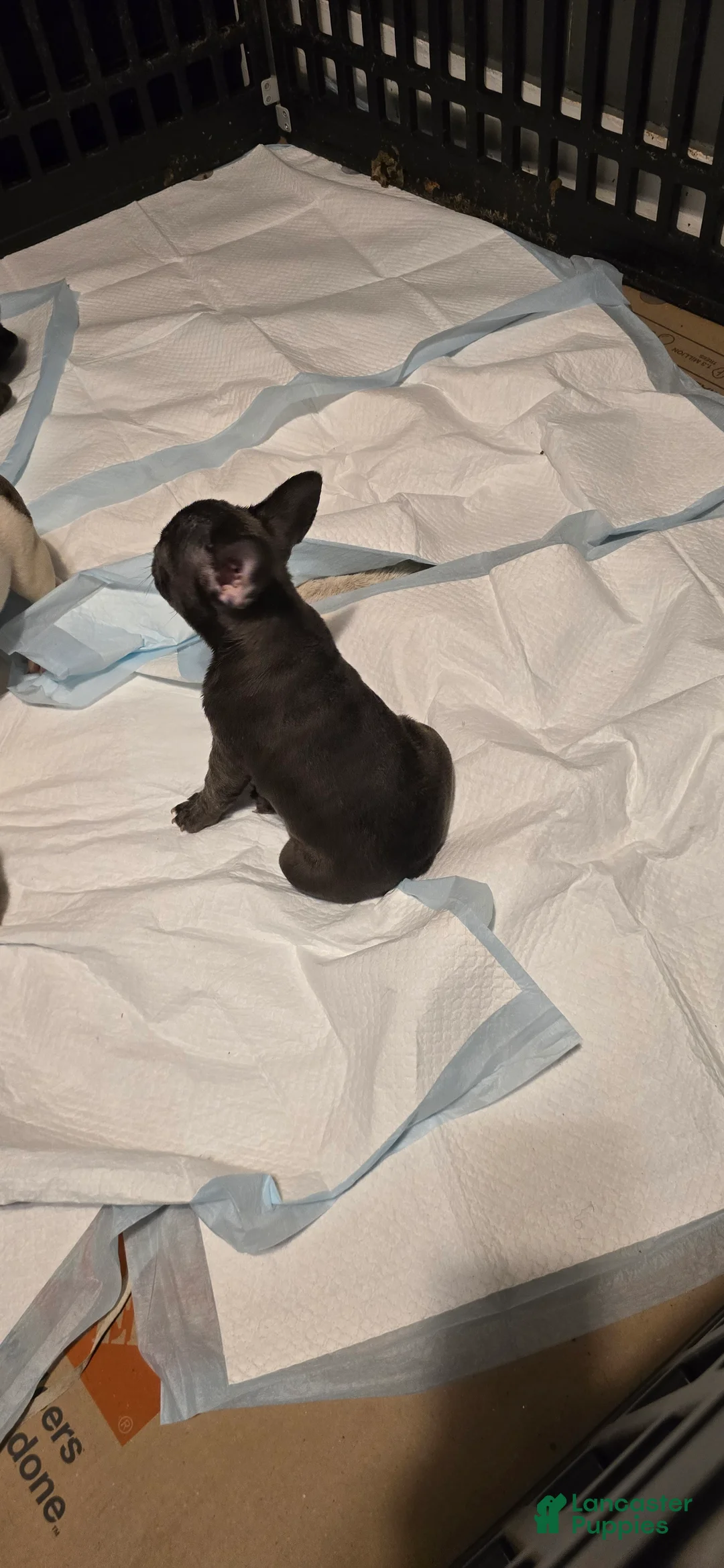 French Bulldog dogs for sale: French Bulldog Puppy 3 - Ad 1