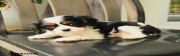 Cavalier King Charles Spaniel dogs for sale: Spencer - Ad 3