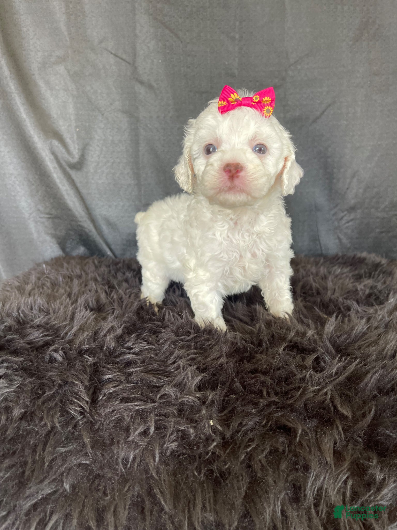 Miniature Poodle dogs Akc Clear Brown Phantom Tri - Ad 1