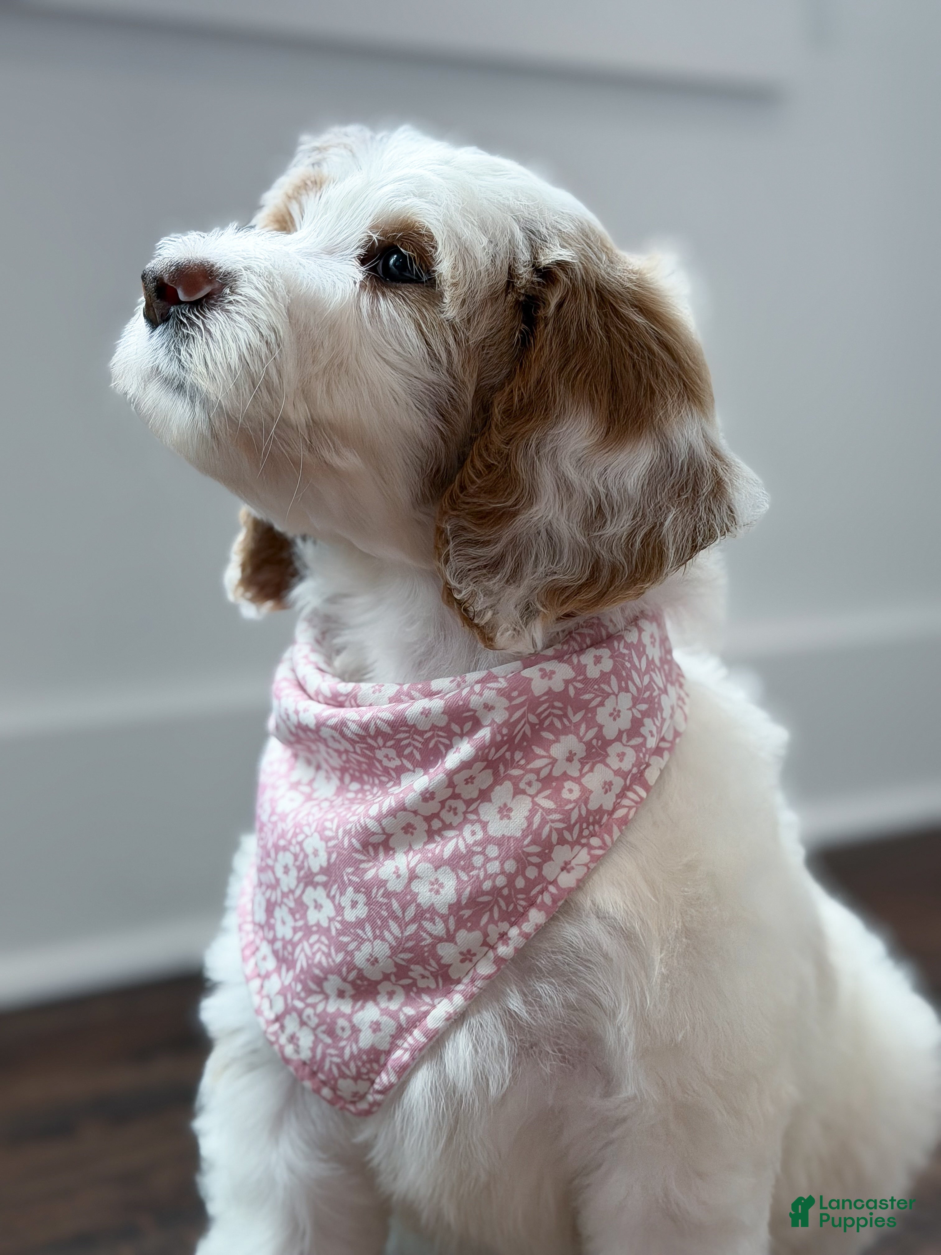 Goldendoodle dogs Amelia  - Ad 2