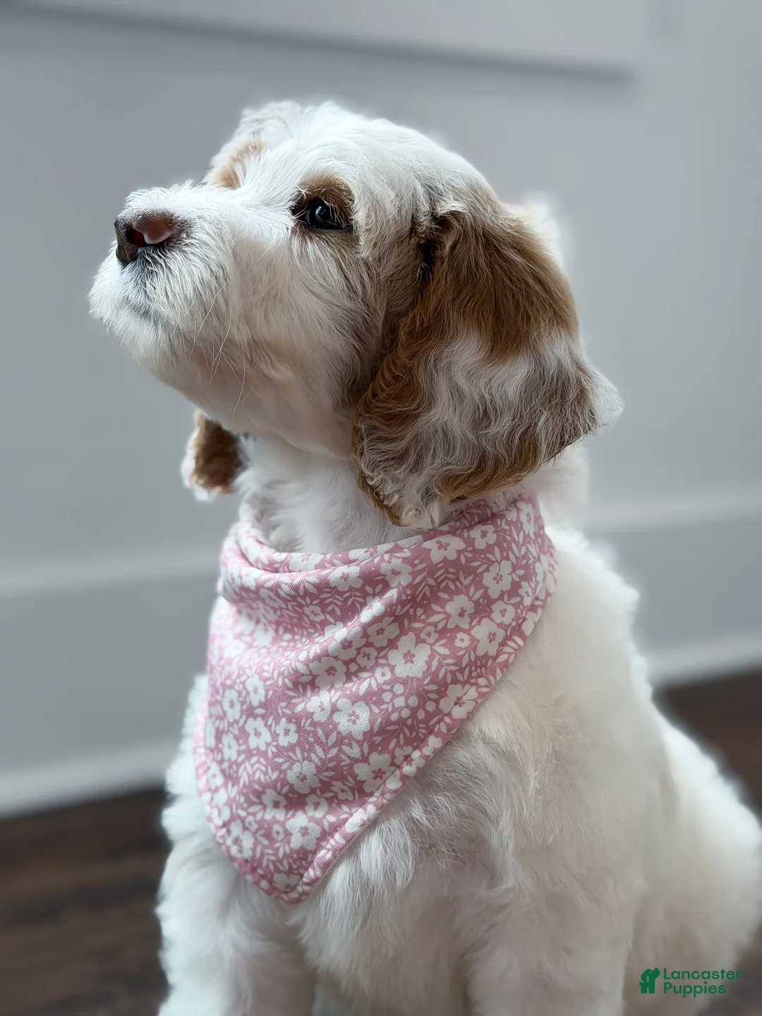 Goldendoodle dogs for sale: Amelia  - Ad 1