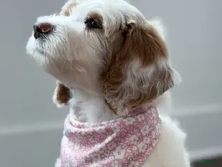 Goldendoodle dogs for sale: Amelia - Ad 4