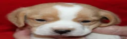 Beagle dogs for sale: Emmitt - Ad 3