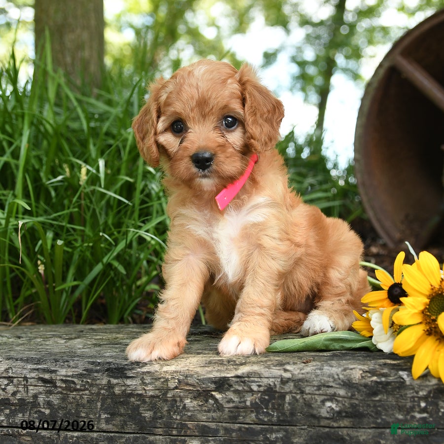 Cavapoo dogs Cutie - Ad 2