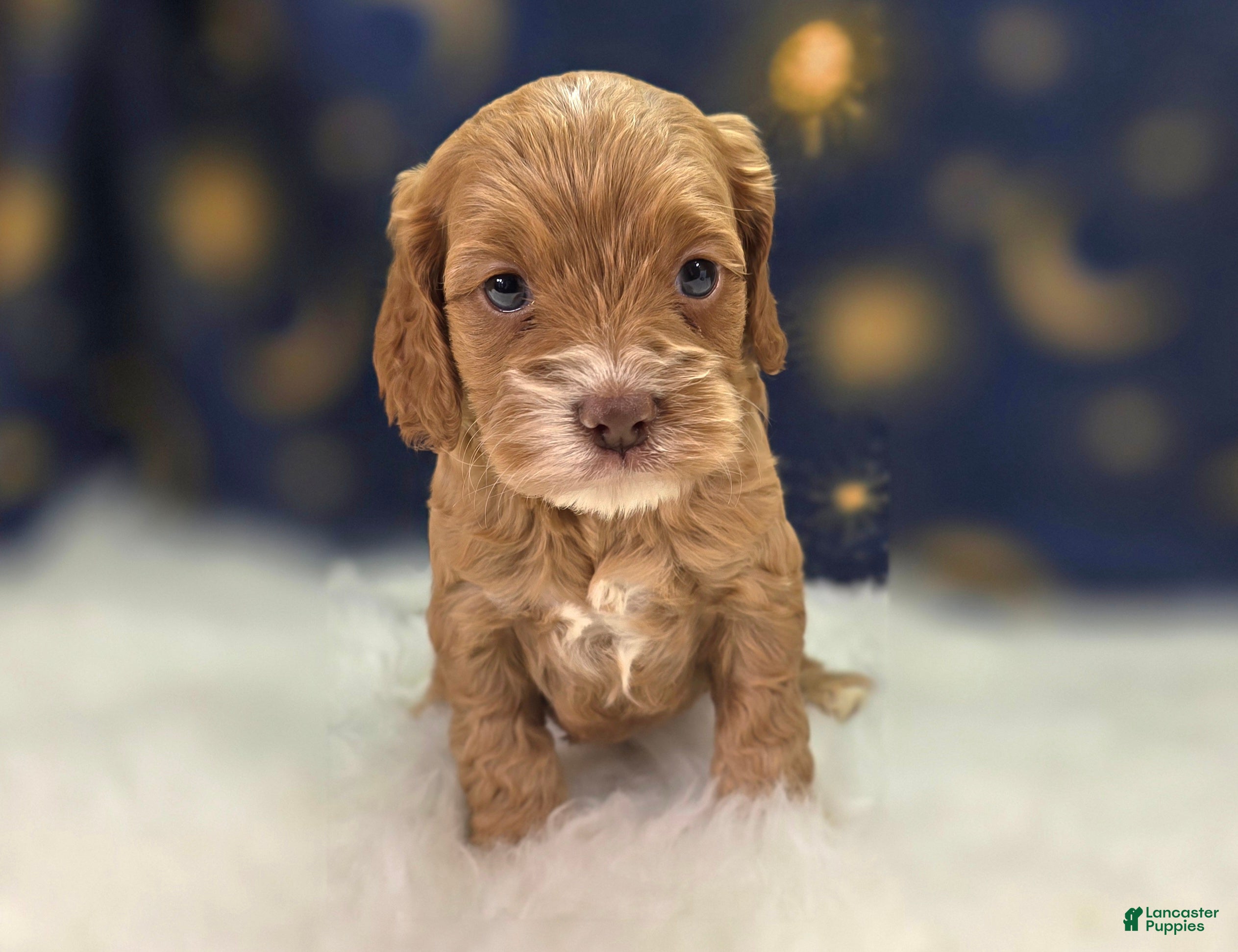 Cockapoo dogs Nimbus - Ad 18