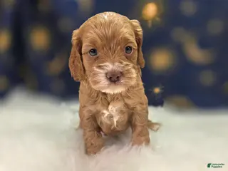 Cockapoo dogs Nimbus - Ad 17