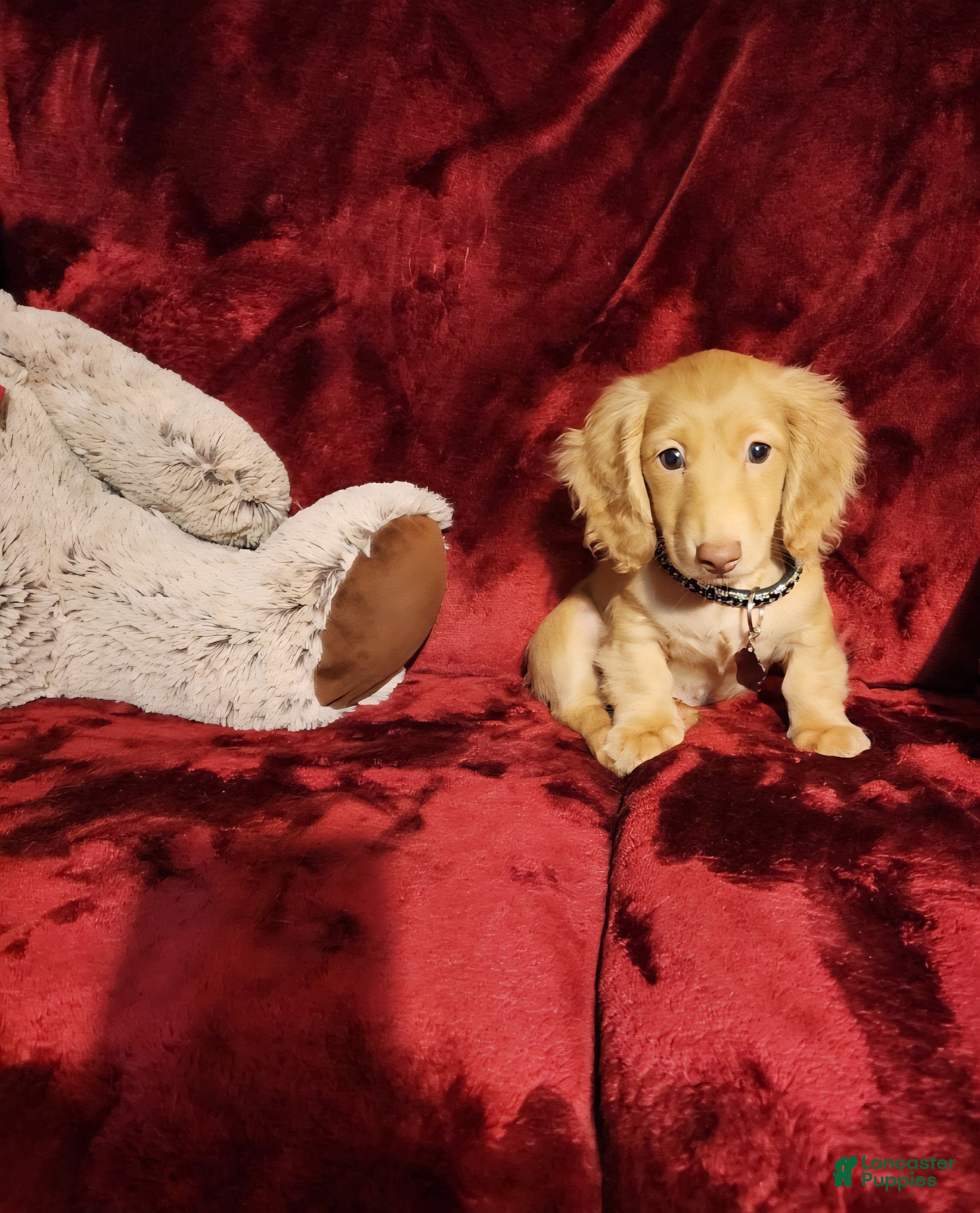 Miniature Dachshund dogs SUNNY - Ad 3