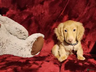 Miniature Dachshund dogs SUNNY - Ad 3