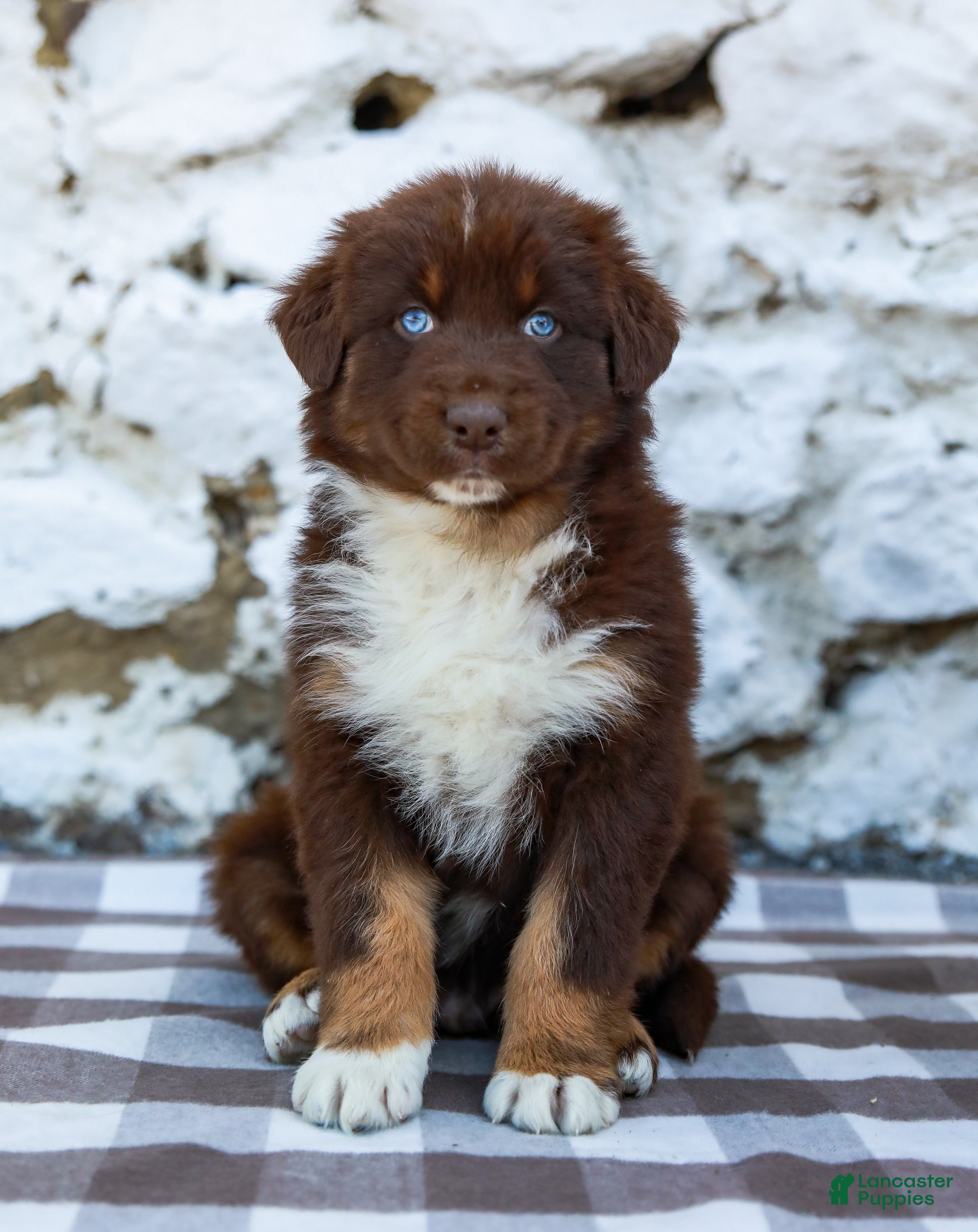Australian Shepherd dogs Murphy - Ad 2