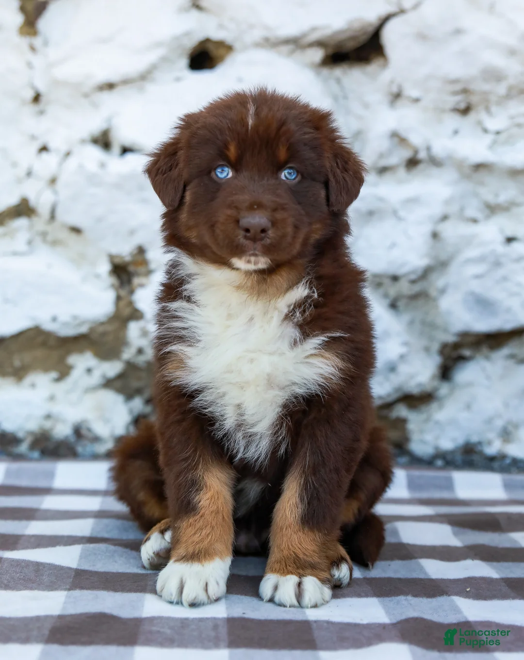Australian Shepherd dogs for sale: Murphy - Ad 2