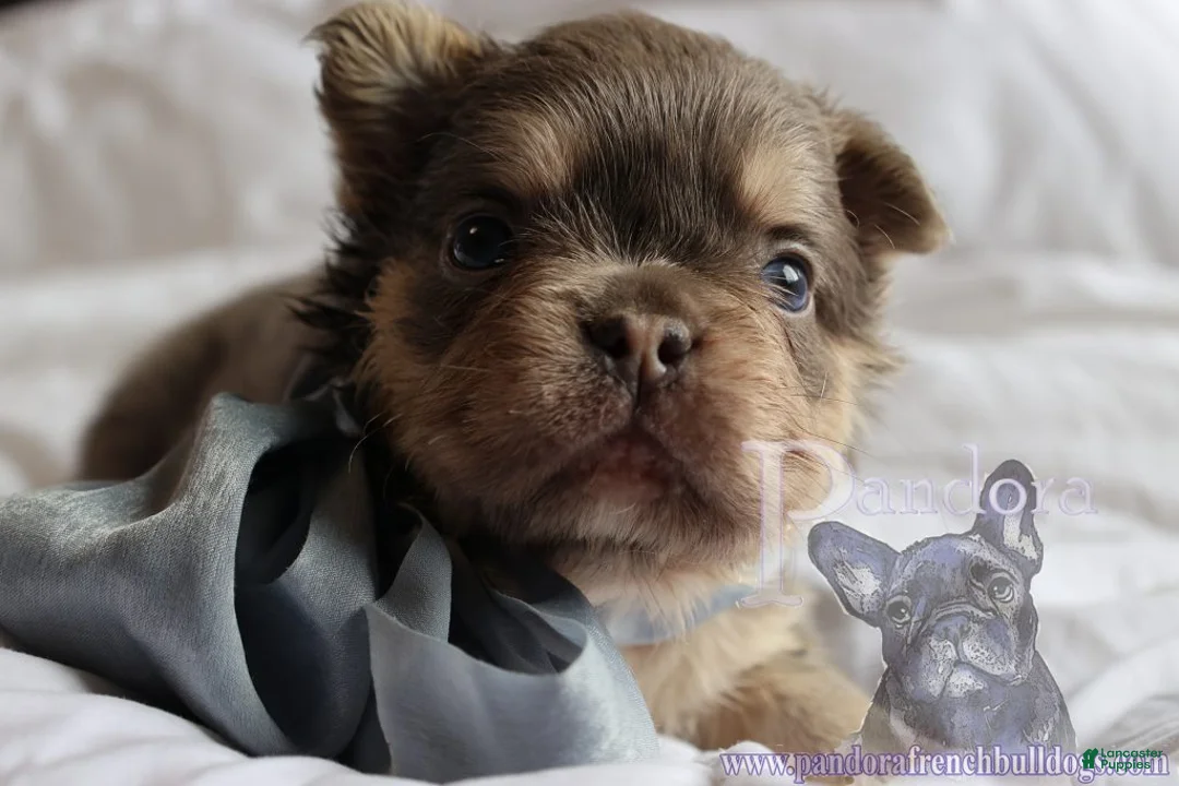 French Bulldog dogs for sale: Fendi - Ad 1