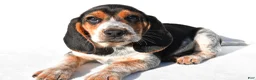 Beagle dogs for sale: Mark - Ad 6
