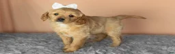 Mixed Breed dogs for sale: Bella  - Ad 3