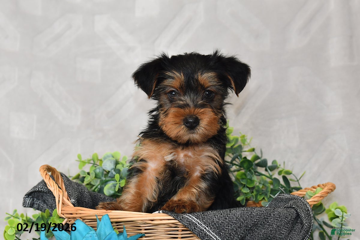 Yorkshire Terrier dogs Ellie - Ad 1
