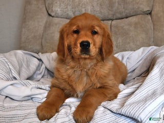 Golden Retriever dogs - Ad 27