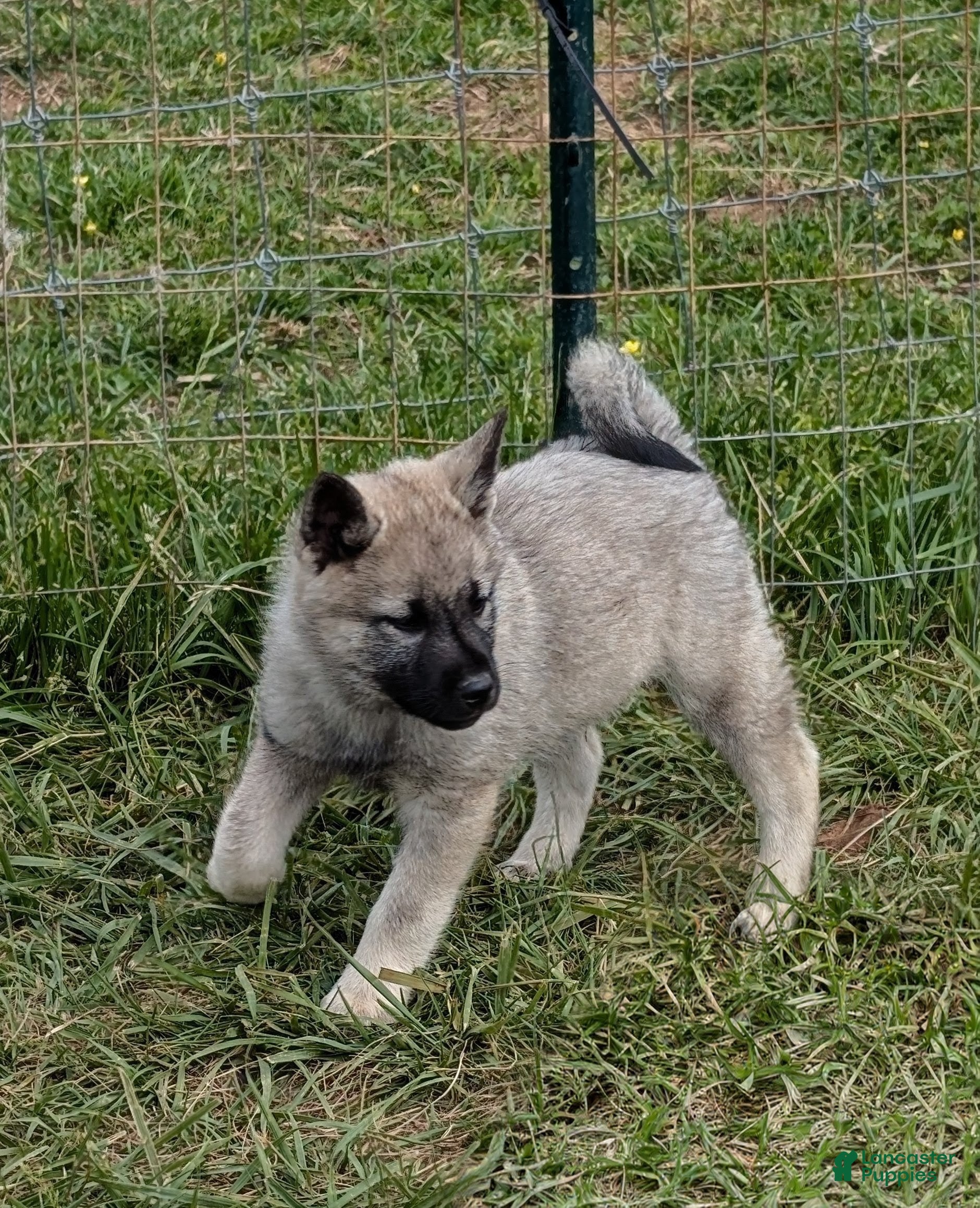 Norwegian Elkhound dogs Mr. Black - Ad 1