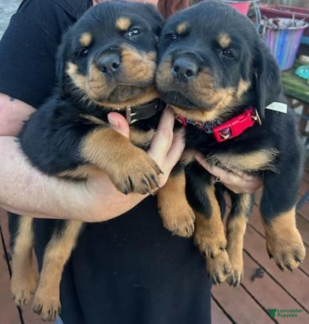 Rottweiler dogs for sale: Championship Bloodline Boy 1 - Ad 1
