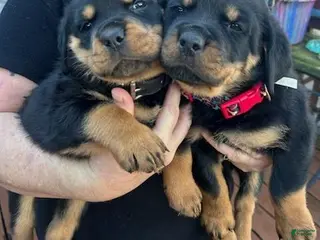Rottweiler dogs Championship Bloodline Boy 1 - Ad 7