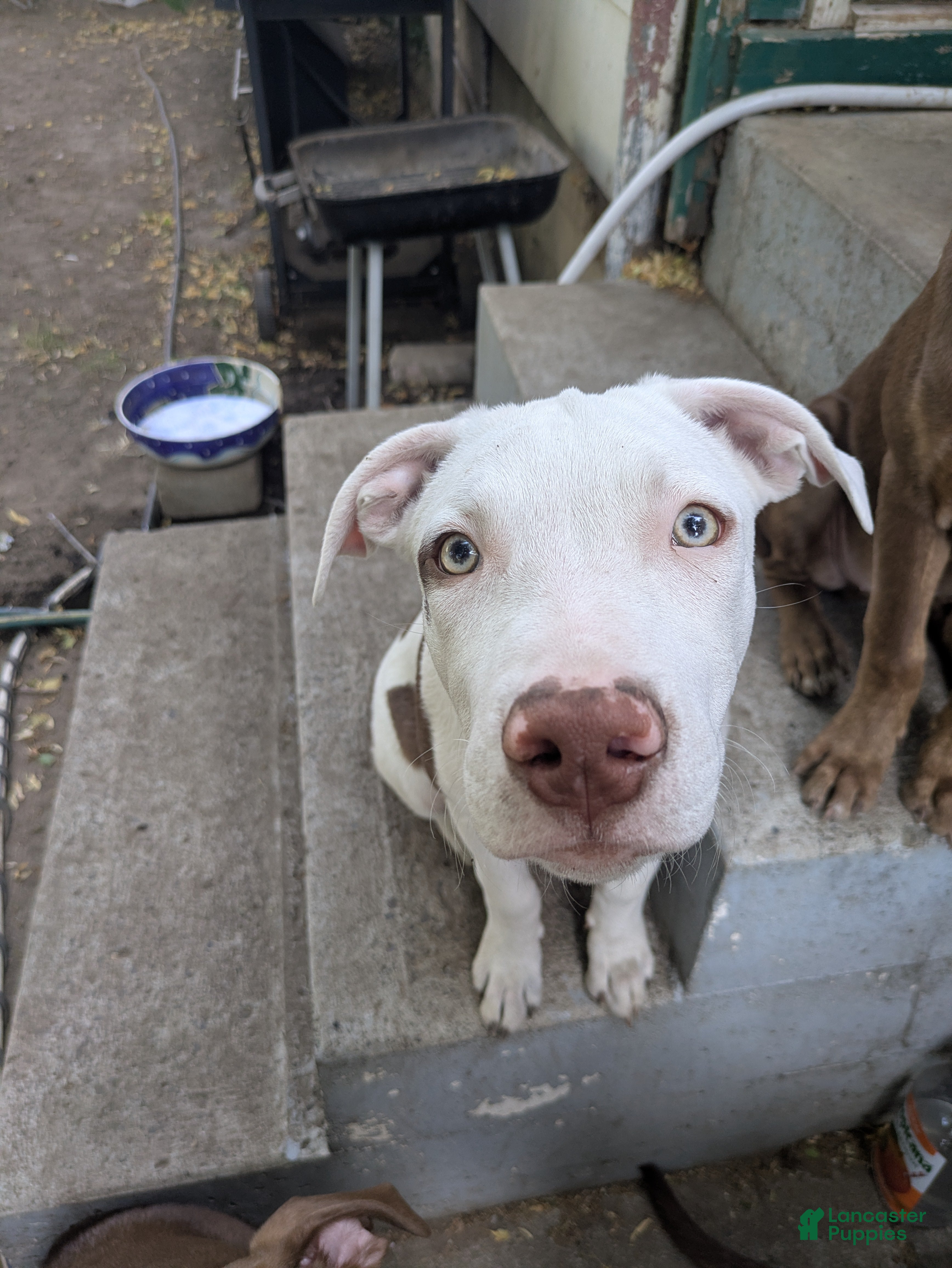Mixed Breed dogs Marshmallow  - Ad 2