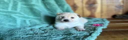 Shiba Inu dogs for sale: Shiba Inu Puppy 2 - Ad 5