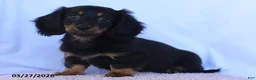 Miniature Dachshund dogs for sale: Stevie - Ad 4
