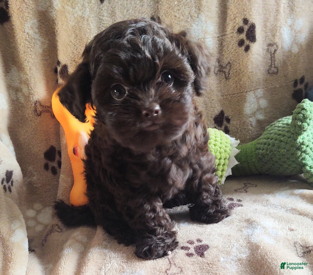Maltipoo dogs for sale: Chocolate Pickle - Ad 4