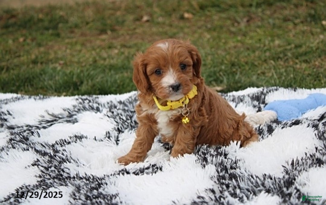 Cavapoo dogs for sale: Easton - Ad 3