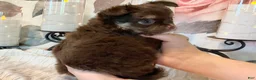 Chihuahua dogs for sale: Cherub - Ad 10